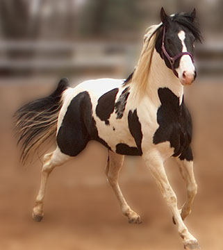 Drummin The Boogie - APHA Black and White Double Homozygous Tobiano Stallion